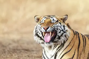 Dasie: Afrique du Sud, Reserve privee, Tigre du Bengale