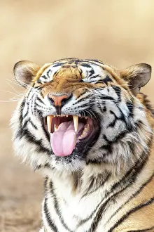 Dasie: Afrique du Sud, Reserve privee, Tigre du Bengale