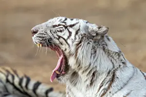 Dasie: Afrique du Sud, Reserve privee, Tigre du Bengale