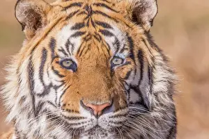 Dasie: Afrique du Sud, Reserve privee, Tigre du Bengale