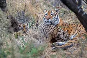 Dasie: Afrique du Sud, Reserve privee, Tigre du Bengale