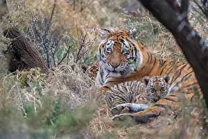 Dasie: Afrique du Sud, Reserve privee, Tigre du Bengale