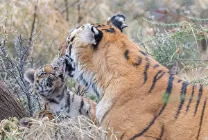 Dasie: Afrique du Sud, Reserve privee, Tigre du Bengale