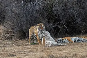 Dasie: Afrique du Sud, Reserve privee, Tigre du Bengale