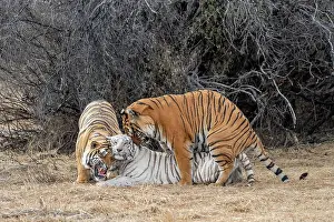 Dasie: Afrique du Sud, Reserve privee, Tigre du Bengale