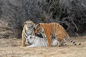 Dasie: Afrique du Sud, Reserve privee, Tigre du Bengale