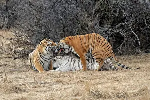 Dasie: Afrique du Sud, Reserve privee, Tigre du Bengale