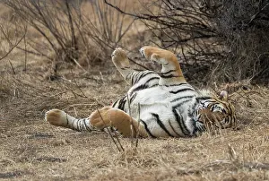 Dasie: Afrique du Sud, Reserve privee, Tigre du Bengale