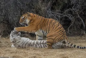 Dasie: Afrique du Sud, Reserve privee, Tigre du Bengale