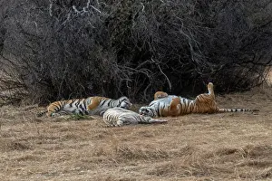 Dasie: Afrique du Sud, Reserve privee, Tigre du Bengale