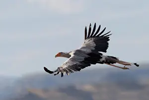 Karoo: Afrique du Sud, Rsserve privse, Messager sagittaire