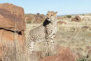 Gupard: Afrique du Sud, Rsserve privse, Guspard (Acinonyx