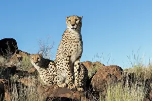Gupard: Afrique du Sud, Rsserve privse, Guspard (Acinonyx