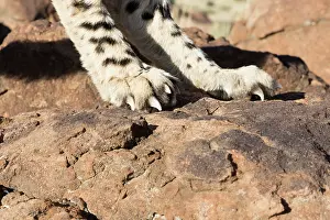 Plan: Afrique du Sud, Rsserve privse, Guspard (Acinonyx