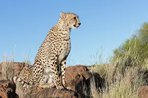 Gupard: Afrique du Sud, Rsserve privse, Guspard (Acinonyx