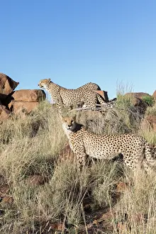 Gupard: Afrique du Sud, Rsserve privse, Guspard (Acinonyx
