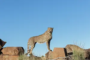 Gupard: Afrique du Sud, Rsserve privse, Guspard (Acinonyx