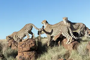 Gupard: Afrique du Sud, Rsserve privse, Guspard (Acinonyx