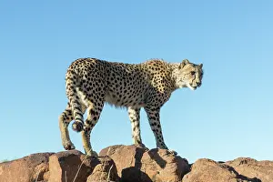 Espce: Afrique du Sud, Rsserve privse, Guspard (Acinonyx