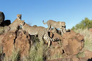 Espce: Afrique du Sud, Rsserve privse, Guspard (Acinonyx