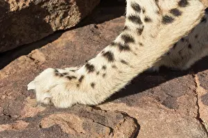 280820: Afrique du Sud, Rsserve privse, Guspard (Acinonyx