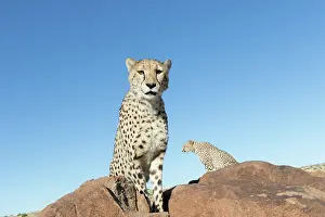 280820: Afrique du Sud, Rsserve privse, Guspard (Acinonyx