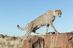 280820: Afrique du Sud, Rsserve privse, Guspard (Acinonyx