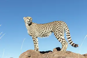 280820: Afrique du Sud, Rsserve privse, Guspard (Acinonyx