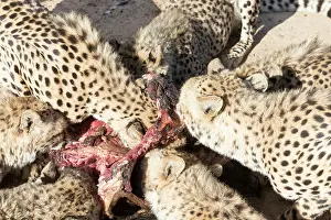 280820: Afrique du Sud, Rsserve privse, Guspard (Acinonyx