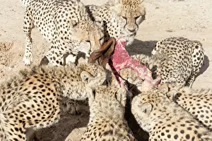 280820: Afrique du Sud, Rsserve privse, Guspard (Acinonyx