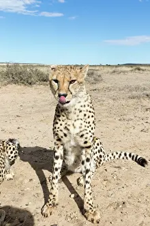 280820: Afrique du Sud, Rsserve privse, Guspard (Acinonyx
