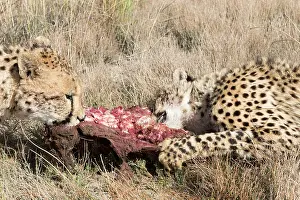 280820: Afrique du Sud, Rsserve privse, Guspard (Acinonyx
