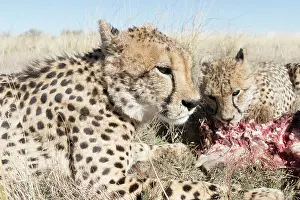 280820: Afrique du Sud, Rsserve privse, Guspard (Acinonyx