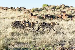 280820: Afrique du Sud, Rsserve privse, Guspard (Acinonyx