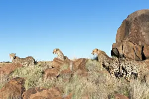 280820: Afrique du Sud, Rsserve privse, Guspard (Acinonyx