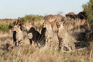 280820: Afrique du Sud, Rsserve privse, Guspard (Acinonyx