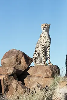 280820: Afrique du Sud, Rsserve privse, Guspard (Acinonyx