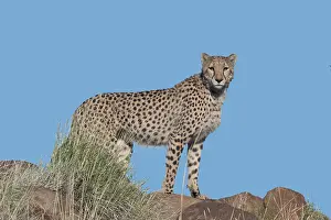 280820: Afrique du Sud, Rsserve privse, Guspard (Acinonyx