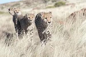 280820: Afrique du Sud, Rsserve privse, Guspard (Acinonyx