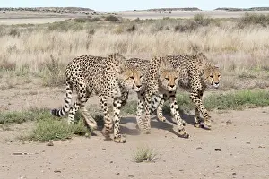 280820: Afrique du Sud, Rsserve privse, Guspard (Acinonyx