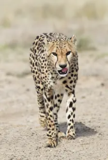 280820: Afrique du Sud, Rsserve privse, Guspard (Acinonyx