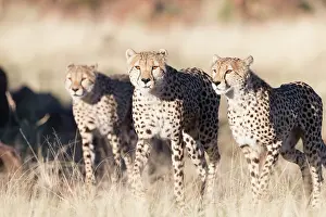 280820: Afrique du Sud, Rsserve privse, Guspard (Acinonyx