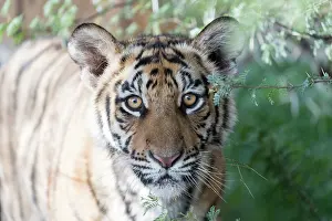 280820: Afrique du Sud, Rsserve privse, Tigre du Bengale