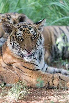 280820: Afrique du Sud, Rsserve privse, Tigre du Bengale