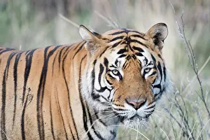 280820: Afrique du Sud, Rsserve privse, Tigre du Bengale