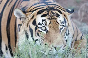 280820: Afrique du Sud, Rsserve privse, Tigre du Bengale