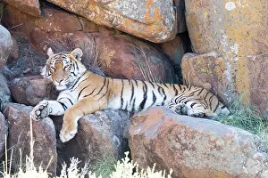 280820: Afrique du Sud, Rsserve privse, Tigre du Bengale