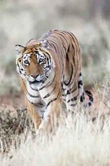 280820: Afrique du Sud, Rsserve privse, Tigre du Bengale