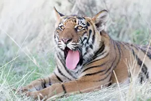 280820: Afrique du Sud, Rsserve privse, Tigre du Bengale