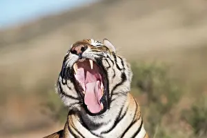 280820: Afrique du Sud, Rsserve privse, Tigre du Bengale
